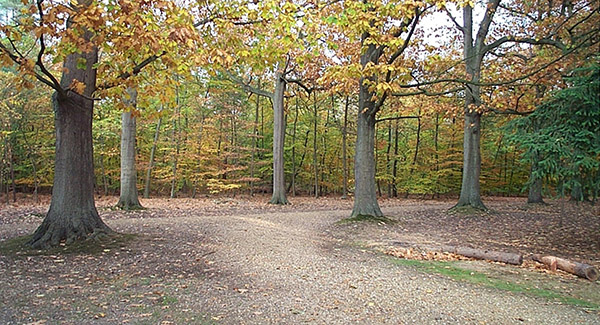 Pinewood Studios SA Lake, Heath and Woodland Picture 4