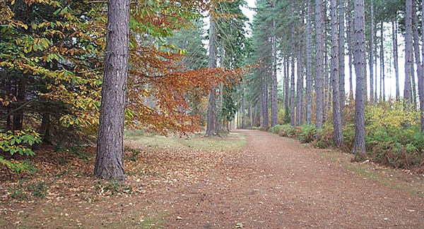 Pinewood Studios SA Lake, Heath and Woodland Picture 5