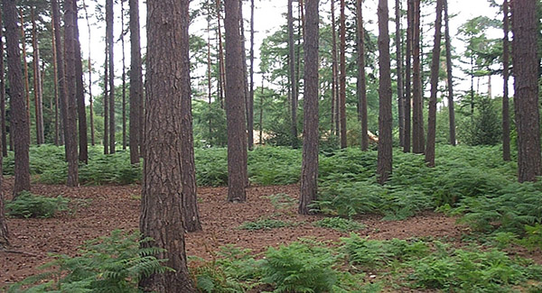 Pinewood Studios SA Lake, Heath and Woodland Picture 6