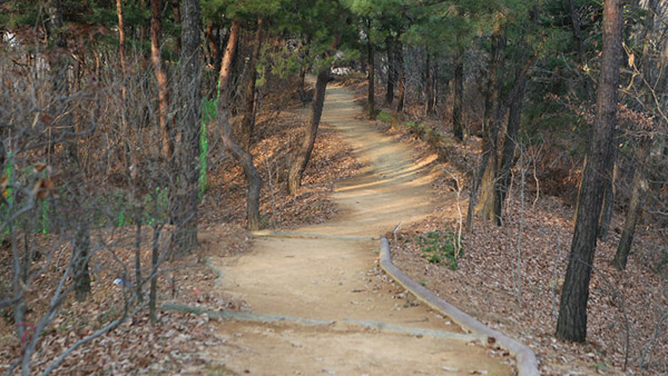 Dima Studio Complex SA Woods Picture 004
