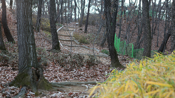Dima Studio Complex SA Woods Picture 008