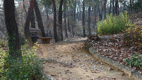 Dima Studio Complex SA Woods Picture 009