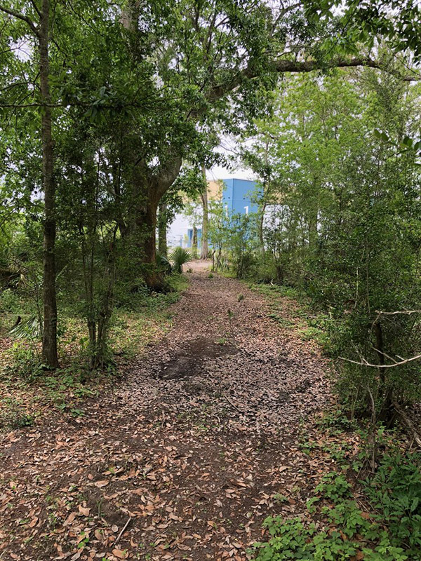 Starlight Studios SA Forrest Picture 2