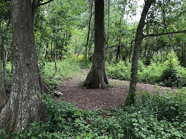 Starlight Studios SA Forrest Picture 4