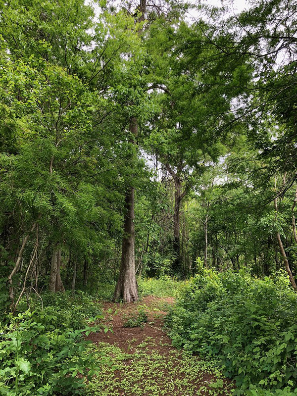 Starlight Studios SA Forrest Picture 5