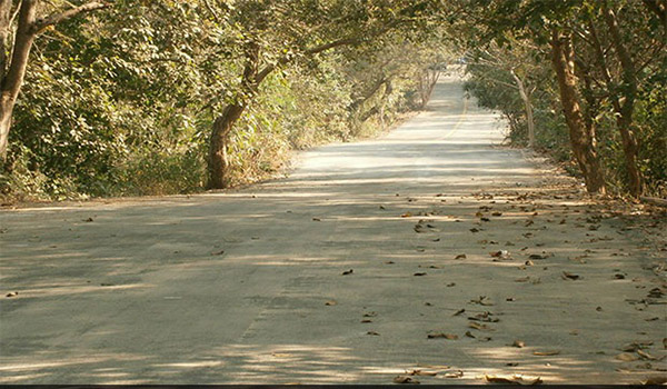 Film City Mumbai SA B.N.H.S Gate : Forest Picture 00002