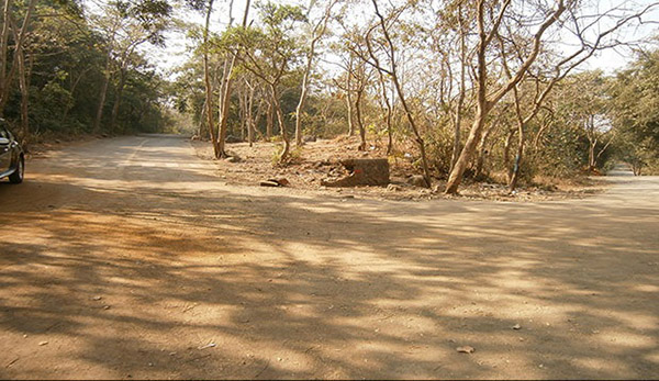Film City Mumbai SA B.N.H.S Gate : Forest Picture 00003