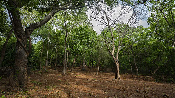 Film City Mumbai SA B.N.H.S Gate : Forest Picture 00004