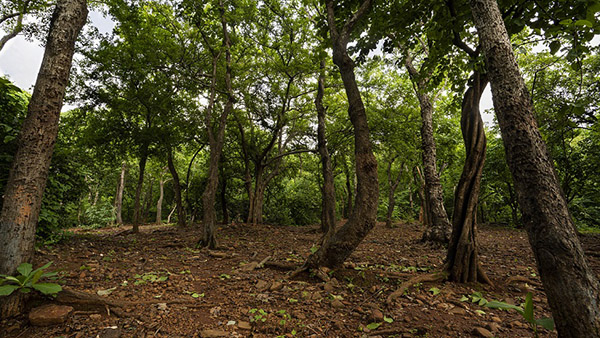 Film City Mumbai SA B.N.H.S Gate : Forest Picture 00005