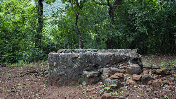 Film City Mumbai SA B.N.H.S Gate : Forest Picture 00006
