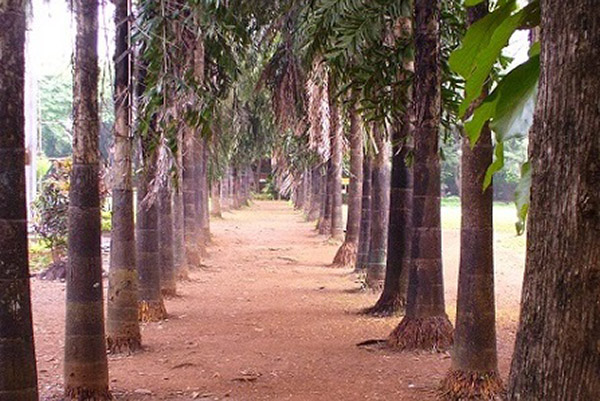 Film City Mumbai SA Play Ground, Staff Quarter Rd & Jt. M.D. Bungalow Picture 00004