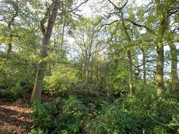 Tatton Film Studios SA Fish House Woods Picture 4