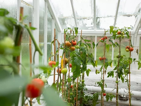 Tatton Film Studios SA Peover Hall - Walled Gardens Picture 7