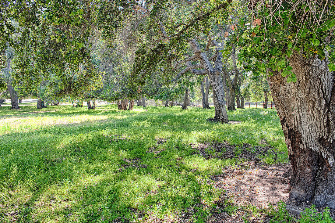 Rancho Deluxe SA Forests Picture 2