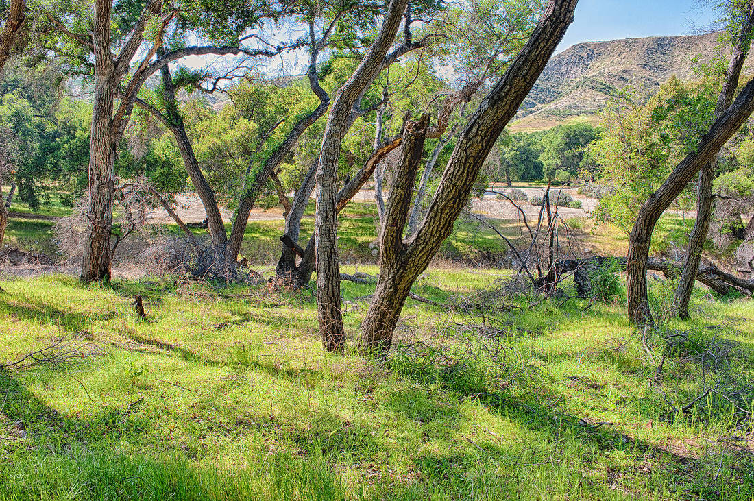 Rancho Deluxe SA Forests Picture 3