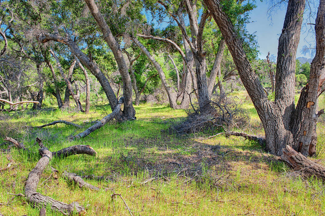 Rancho Deluxe SA Forests Picture 4