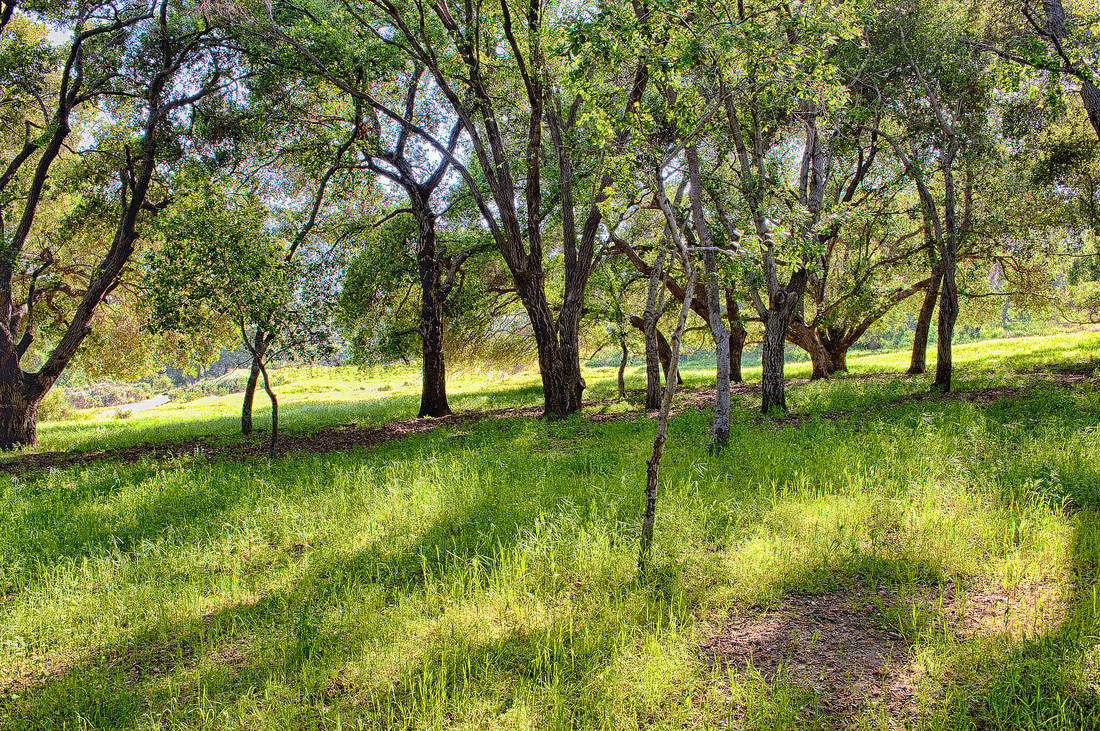 Rancho Deluxe SA Forests Picture 5