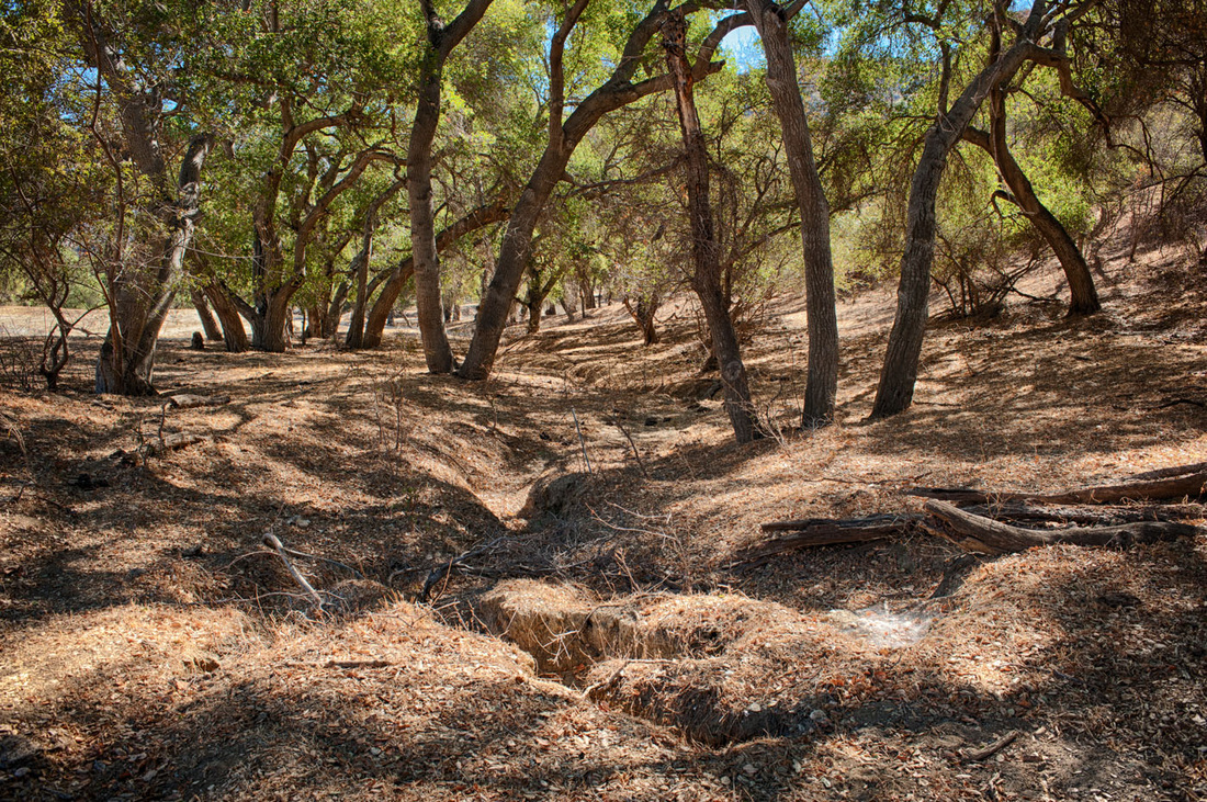 Rancho Deluxe SA Forests Picture 6