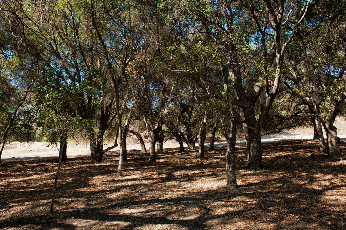 Rancho Deluxe SA Forests Picture 7