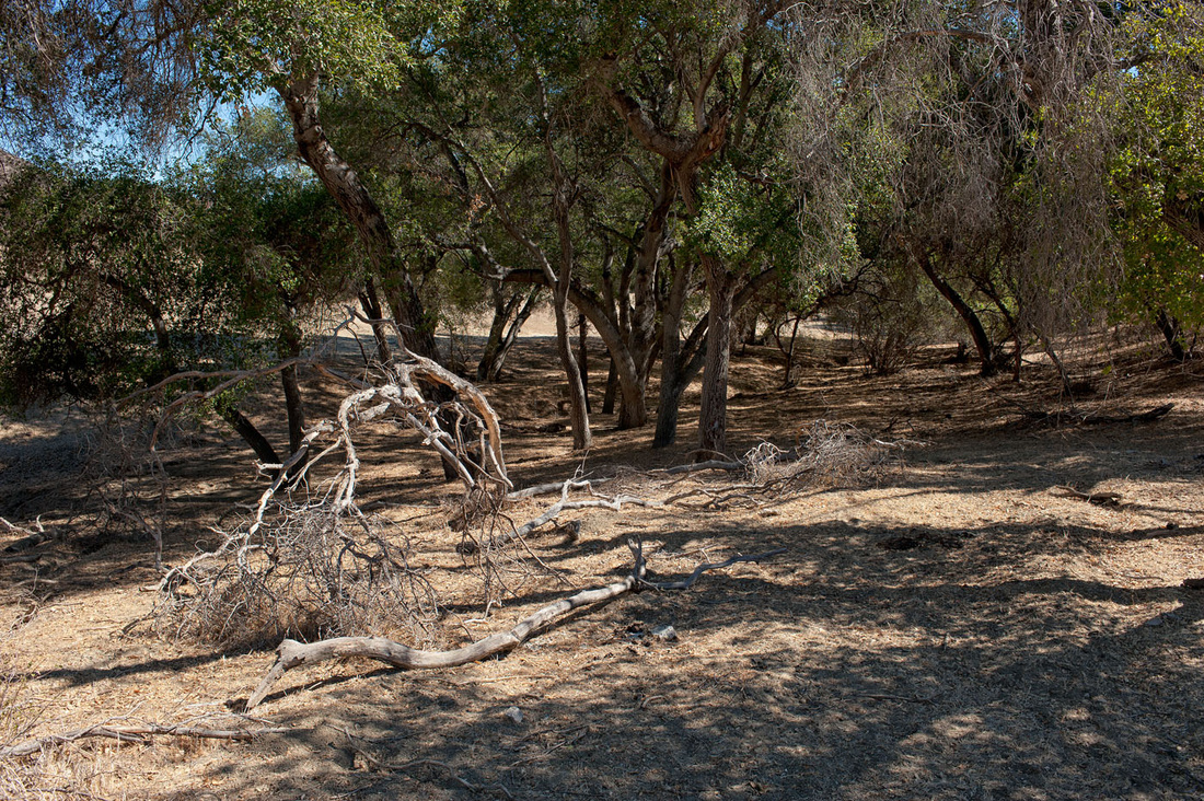 Rancho Deluxe SA Forests Picture 8