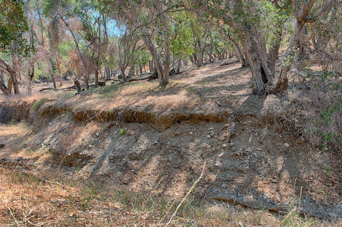 Rancho Deluxe SA Forests Picture 10