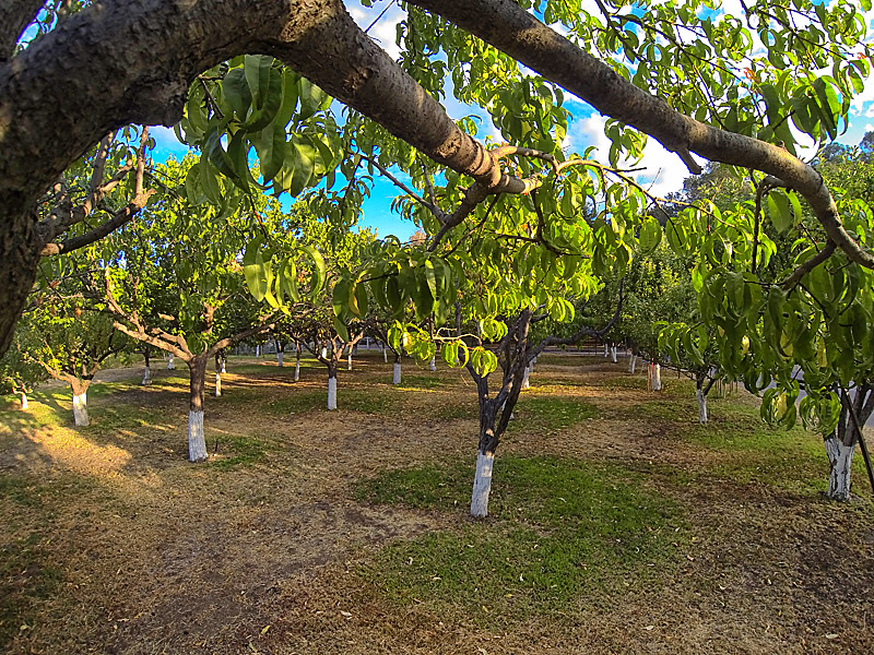 Rancho Deluxe SA Orchard Picture 3