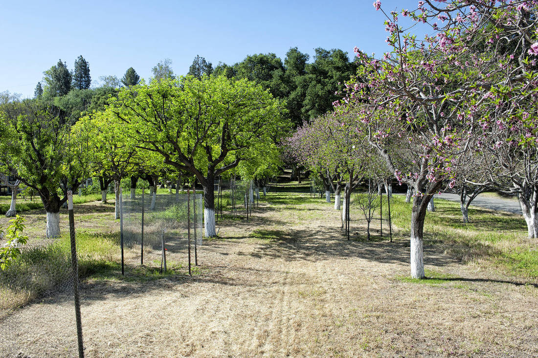 Rancho Deluxe SA Orchard Picture 4