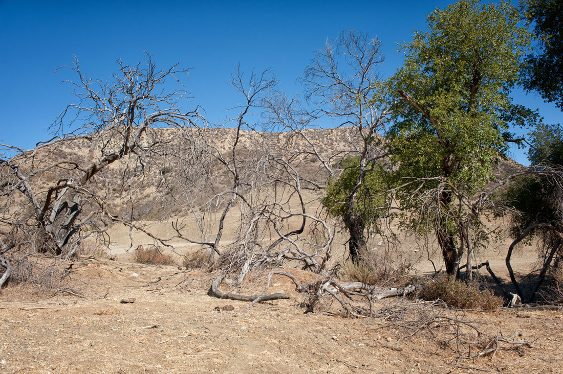Rancho Deluxe SA Wooded Areas, Meadows & Open Hillsides Picture 5