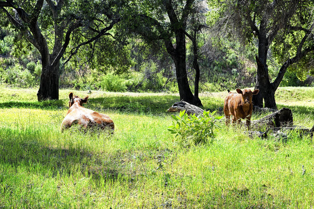Rancho Deluxe SA Wooded Areas, Meadows & Open Hillsides Picture 16