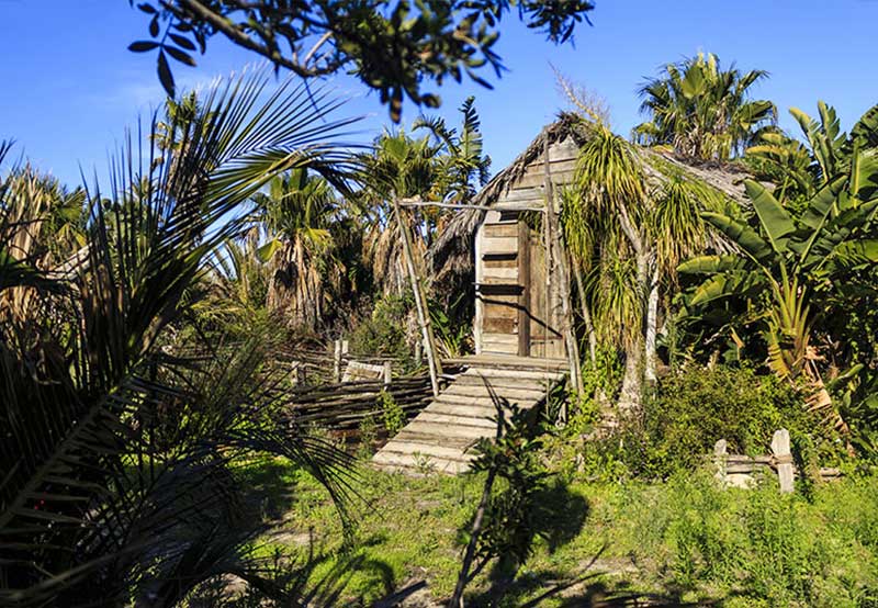 Cape Town Film Studios SA Tropical Forest Set Picture 5